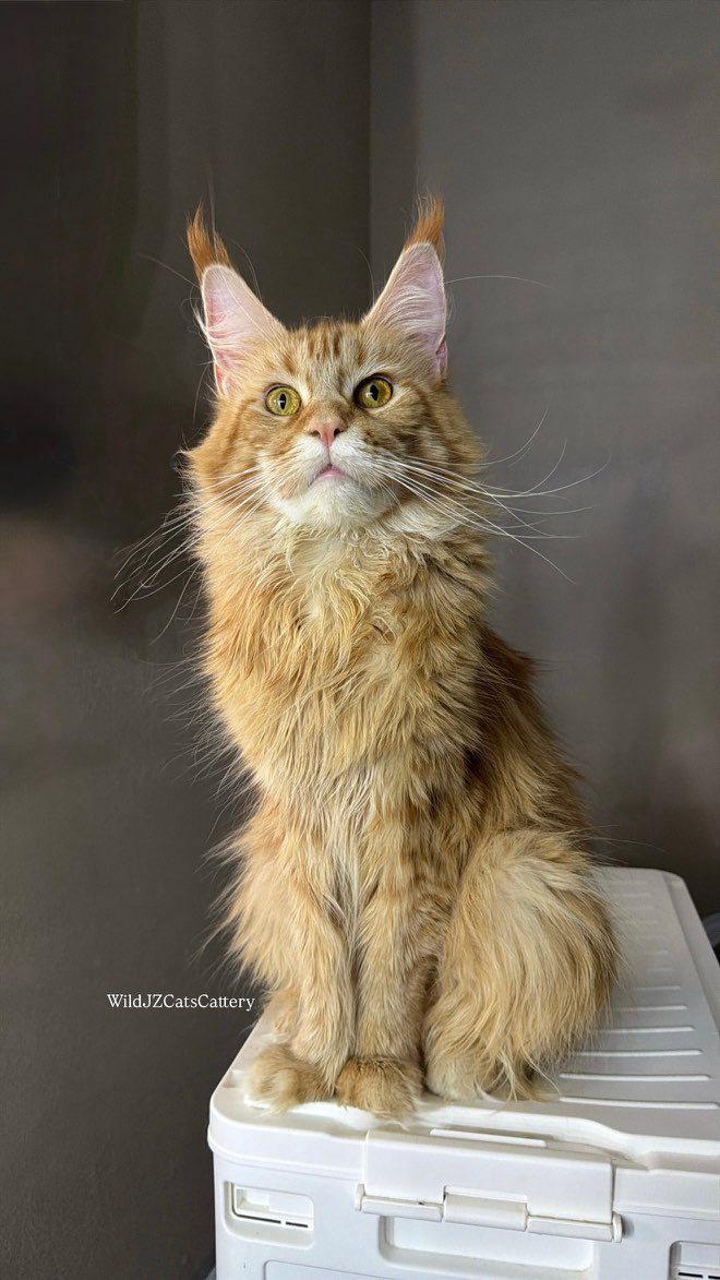 Eza, an orange Maine Coon