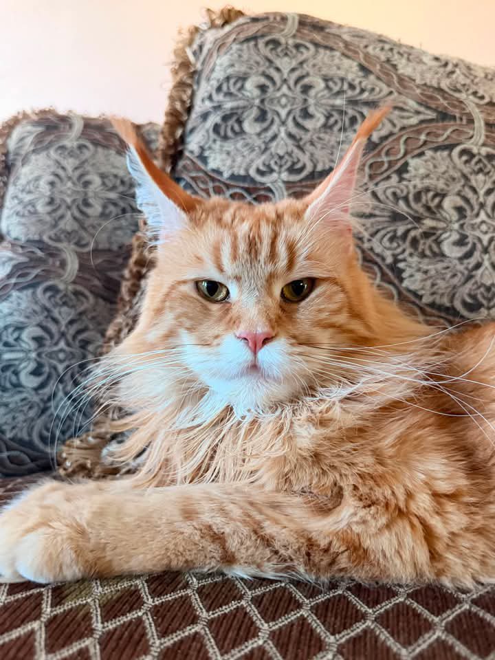 An orange Maine Coon resting on a sofa