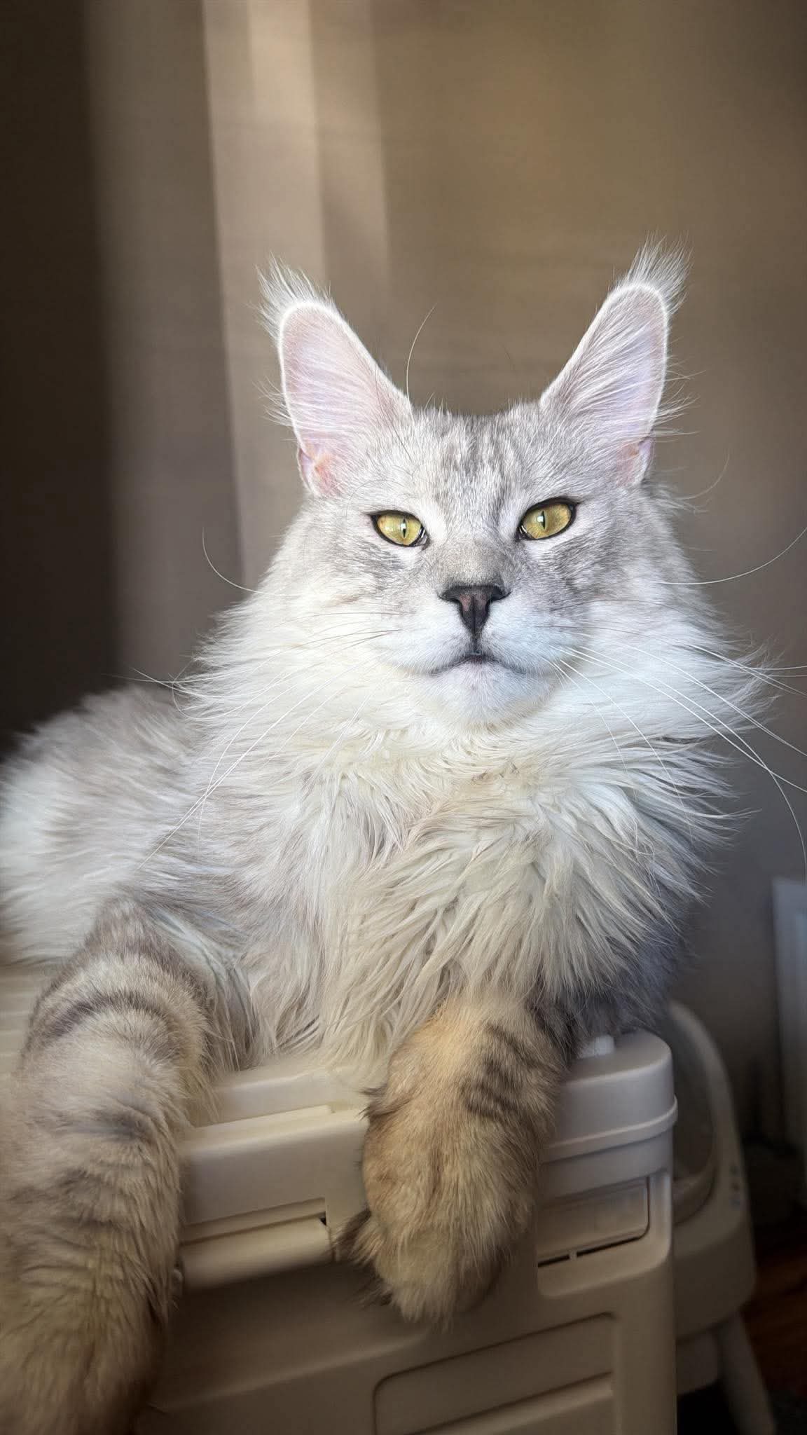 A silver Maine Coon with tufted ears