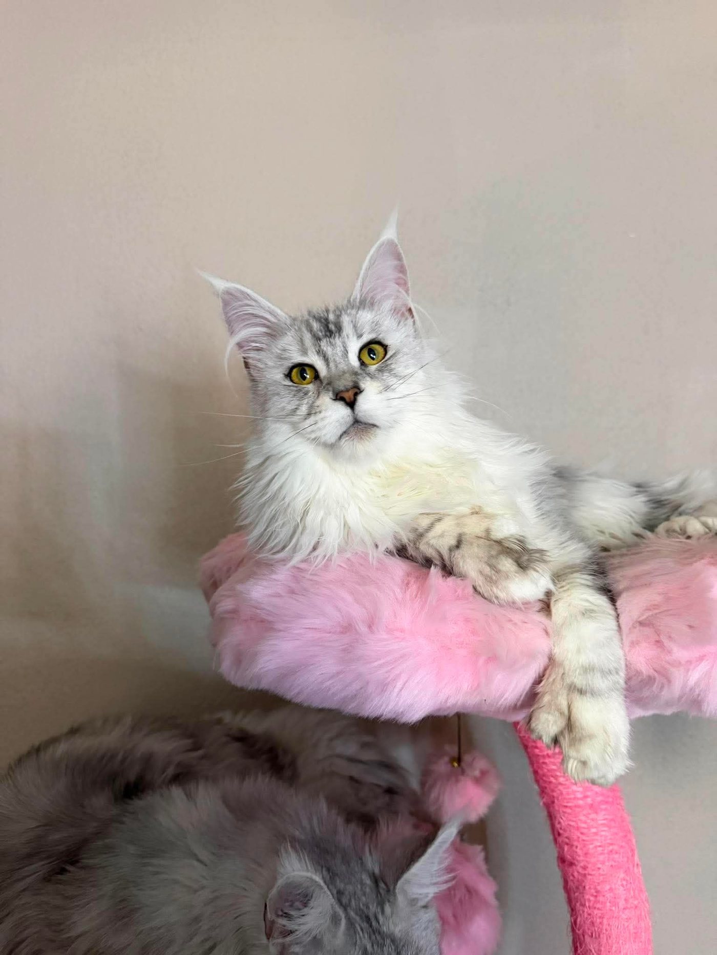 Two silver Maine Coons resting on a cat tower