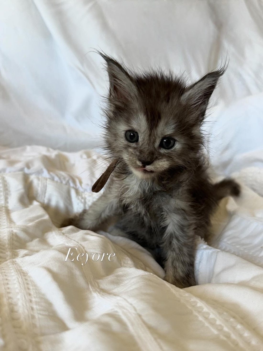 Eeyore, a Maine Coon kitten at WildJZCats Cattery