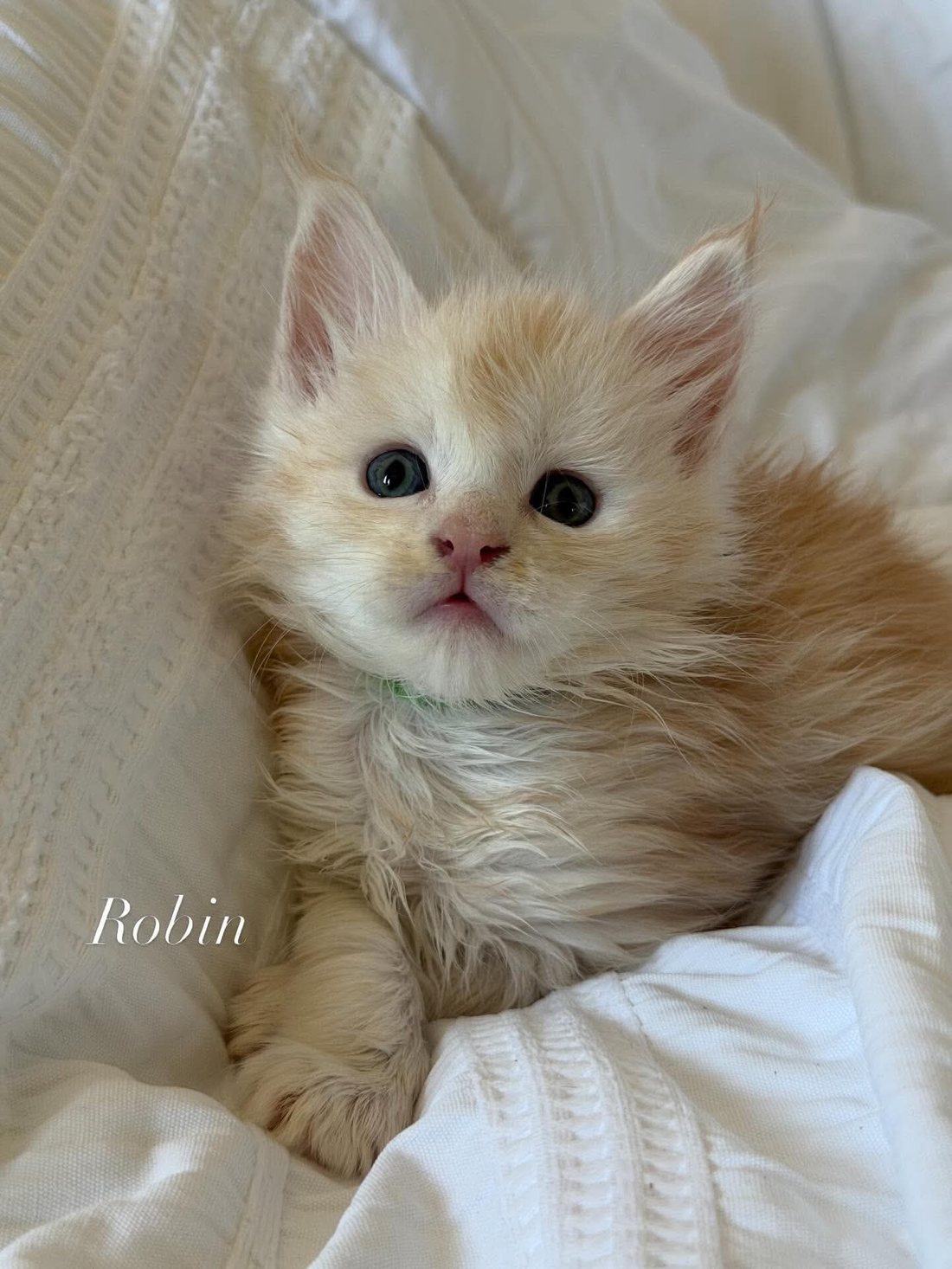 Robin, a Maine Coon kitten at WildJZCats Cattery