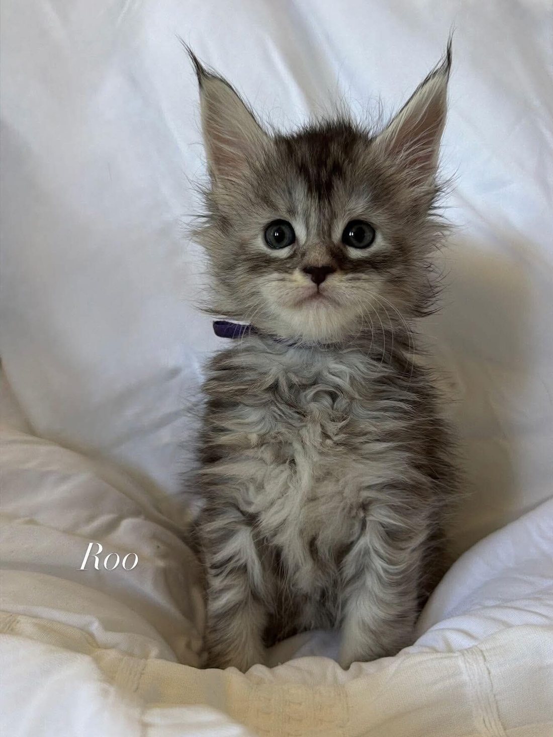 Roo, a Maine Coon kitten at WildJZCats Cattery