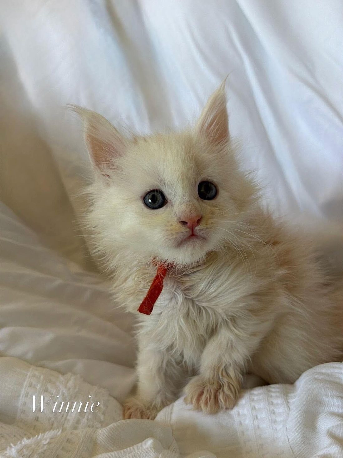 Winnie, a Maine Coon kitten at WildJZCats Cattery