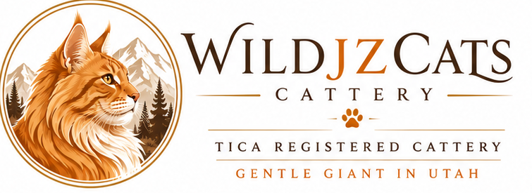 WildJZCats Cattery — TICA registered, gentle giants in Utah